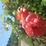 Διαμέρισμα Feakes *
